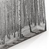 Aspen Canvas Art - Black and White Aspen Forest with Striking Contrast