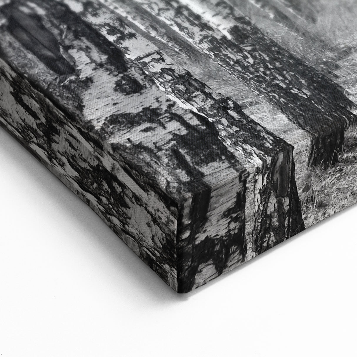 Aspen Canvas Art - Black and White Aspen Forest with Striking Contrast