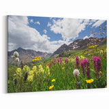 Aspen Nature Photography - Wildflowers with Majestic Colorado Mountains