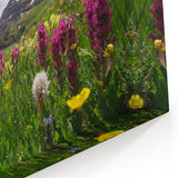 Aspen Nature Photography - Wildflowers with Majestic Colorado Mountains