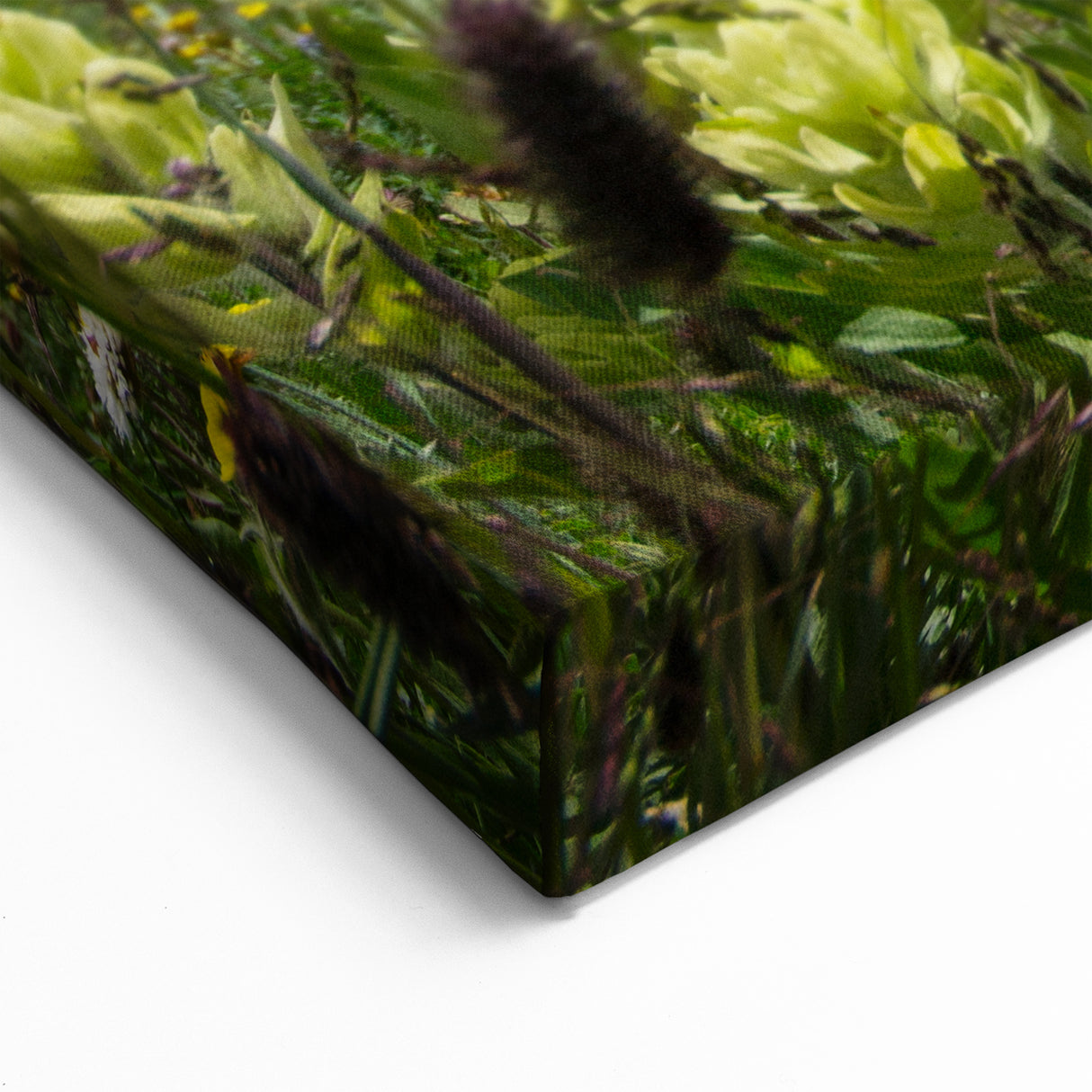 Aspen Nature Photography - Wildflowers with Majestic Colorado Mountains