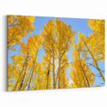 Aspen Landscape Paintings - Vibrant Yellow Aspens Under a Clear Blue Sky
