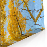 Aspen Landscape Paintings - Vibrant Yellow Aspens Under a Clear Blue Sky