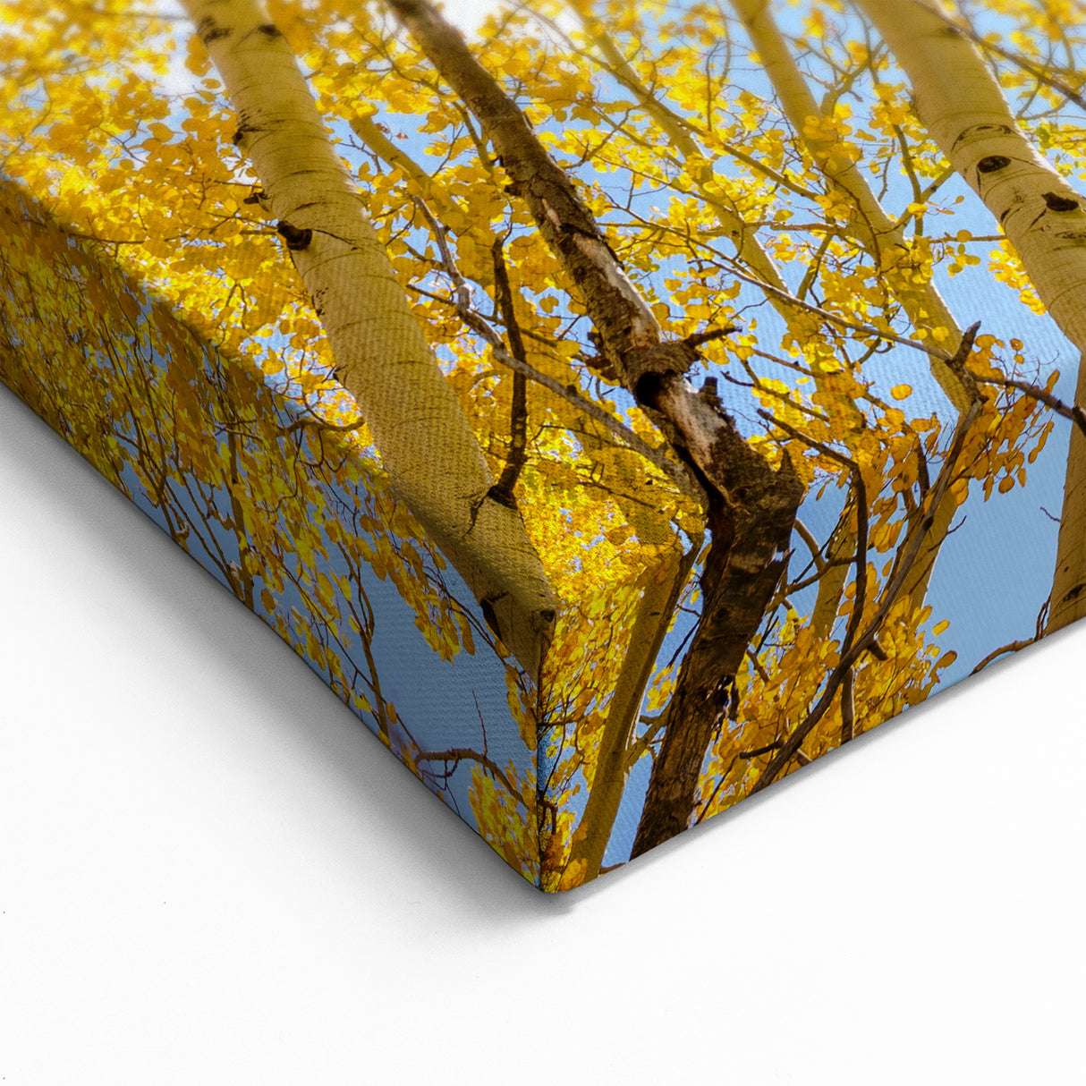 Aspen Landscape Paintings - Vibrant Yellow Aspens Under a Clear Blue Sky