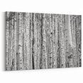 Aspen Scenic Prints - Black and White Aspen Tree Forest Photography