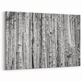 Aspen Scenic Prints - Black and White Aspen Tree Forest Photography