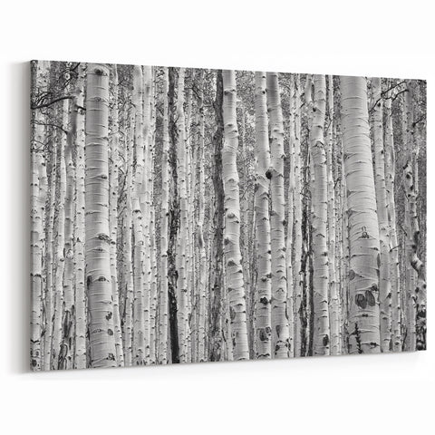 Aspen Scenic Prints - Black and White Aspen Tree Forest Photography