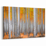 Aspen Canvas Art - Autumn Aspen Trees with Vibrant Orange Leaves