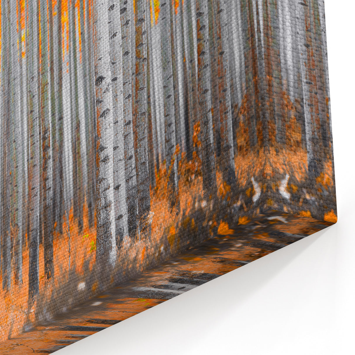 Aspen Canvas Art - Autumn Aspen Trees with Vibrant Orange Leaves