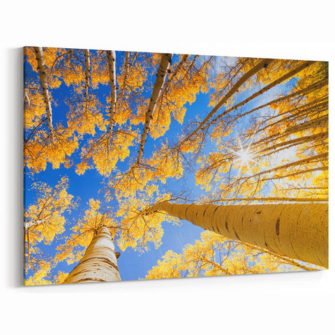 Golden Aspen Trees Reaching Toward a Blue Sky - Aspen Scenic Prints