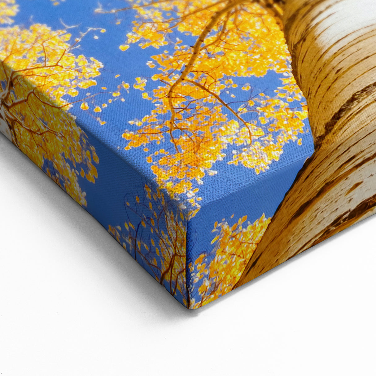 Golden Aspen Trees Reaching Toward a Blue Sky - Aspen Scenic Prints