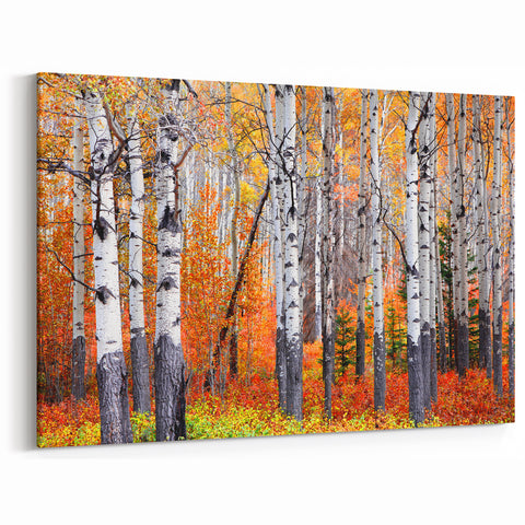 Aspen Canvas Art - Autumn Aspen Forest with Brilliant Orange and Red Leaves