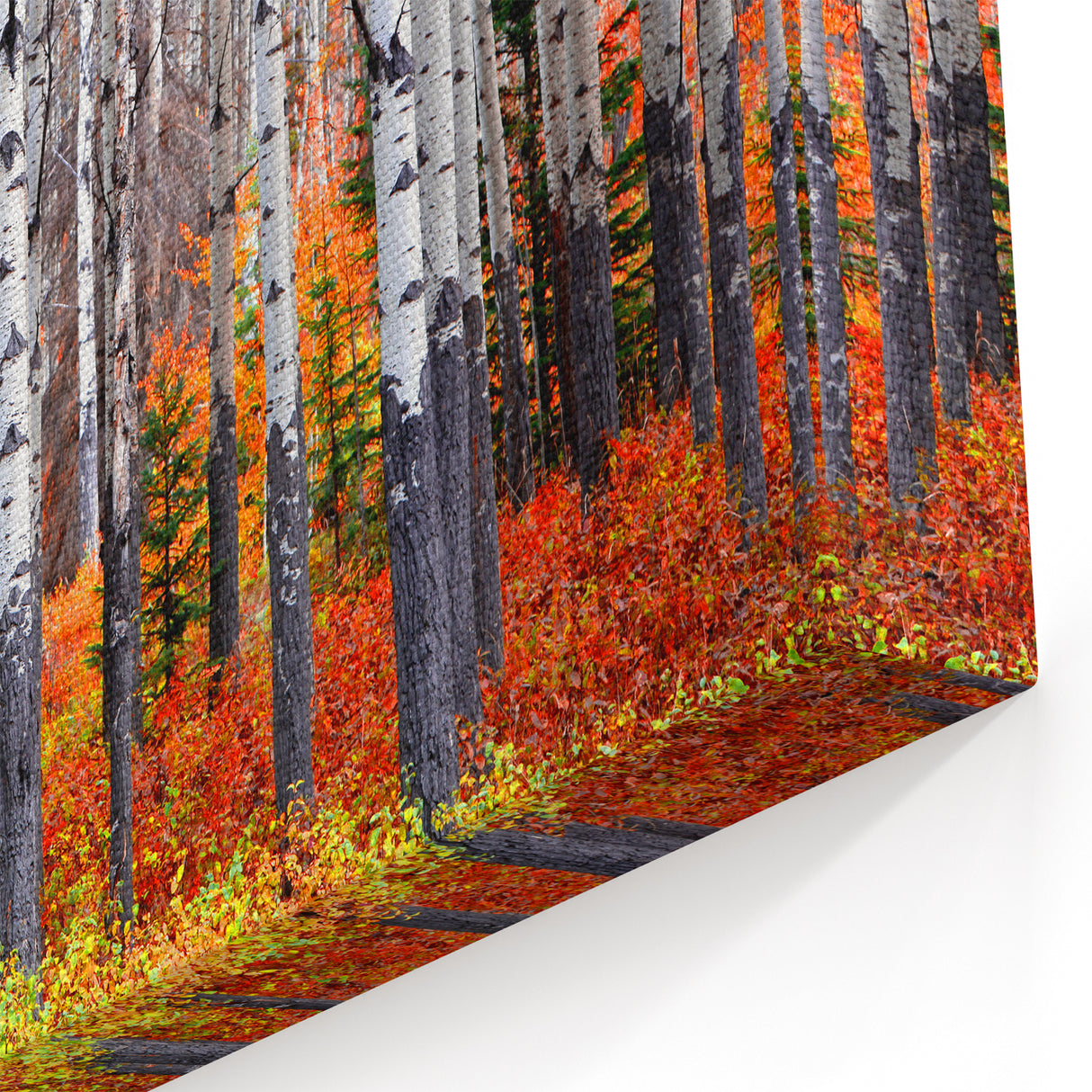 Aspen Canvas Art - Autumn Aspen Forest with Brilliant Orange and Red Leaves