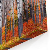 Aspen Canvas Art - Autumn Aspen Forest with Brilliant Orange and Red Leaves