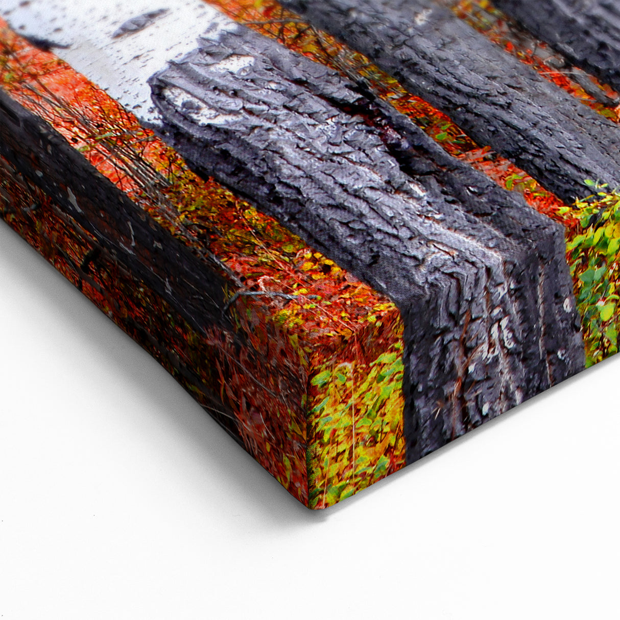 Aspen Canvas Art - Autumn Aspen Forest with Brilliant Orange and Red Leaves
