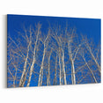 Aspen Scenic Wall Art - Bare Aspen Trees Against a Deep Blue Sky
