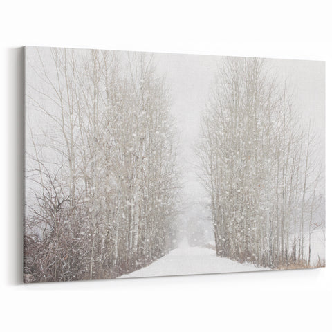 Aspen Scenic Prints - Snowy Aspen Trees and Pathway in Winter Wonderland