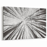 Aspen Nature Photography - Upward View of Aspen Trees in Winter