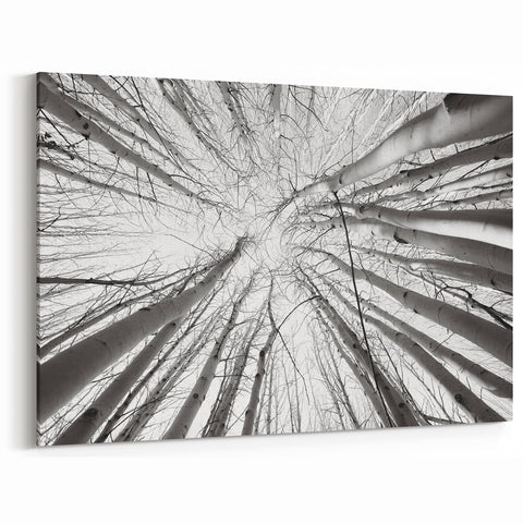 Aspen Nature Photography - Upward View of Aspen Trees in Winter