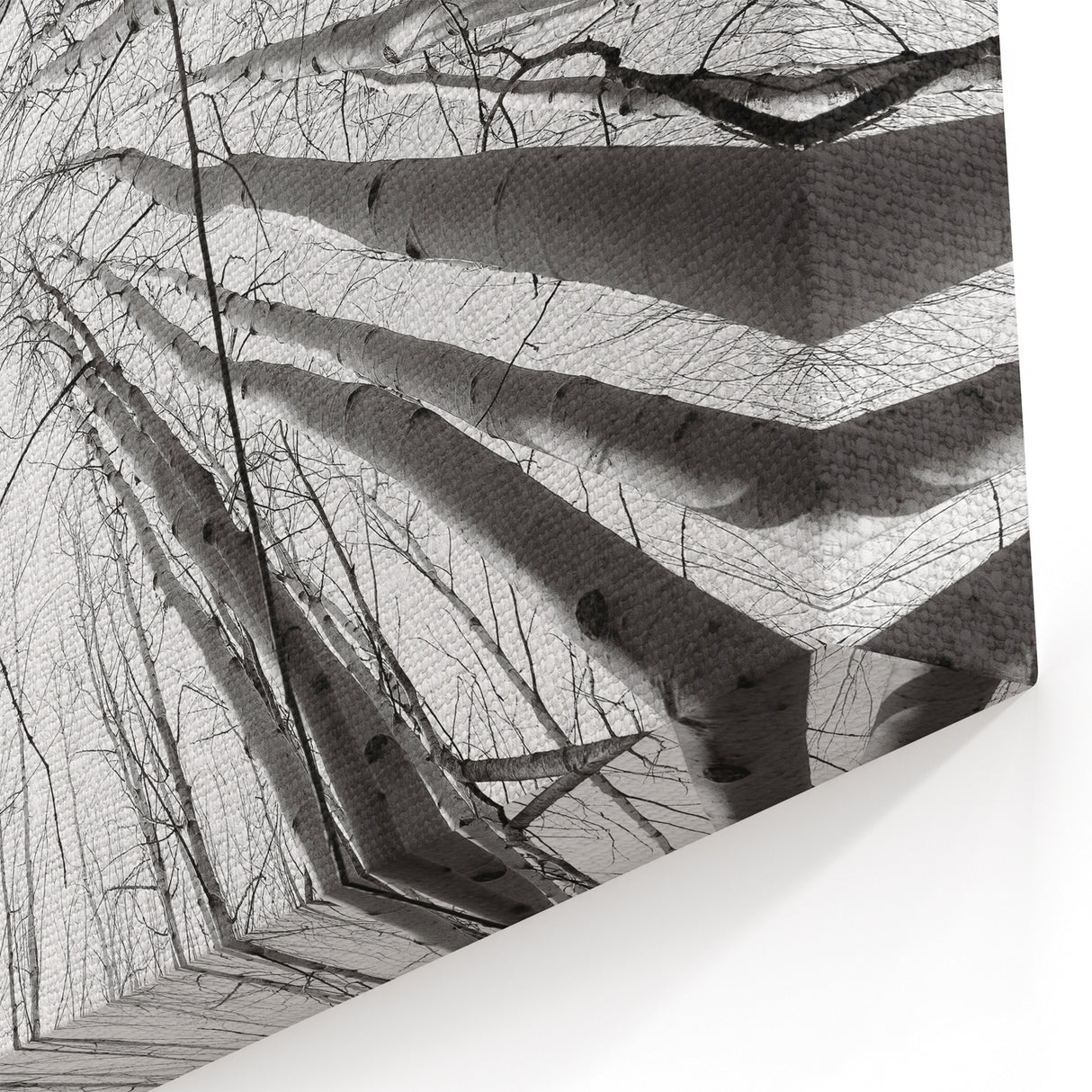 Aspen Nature Photography - Upward View of Aspen Trees in Winter