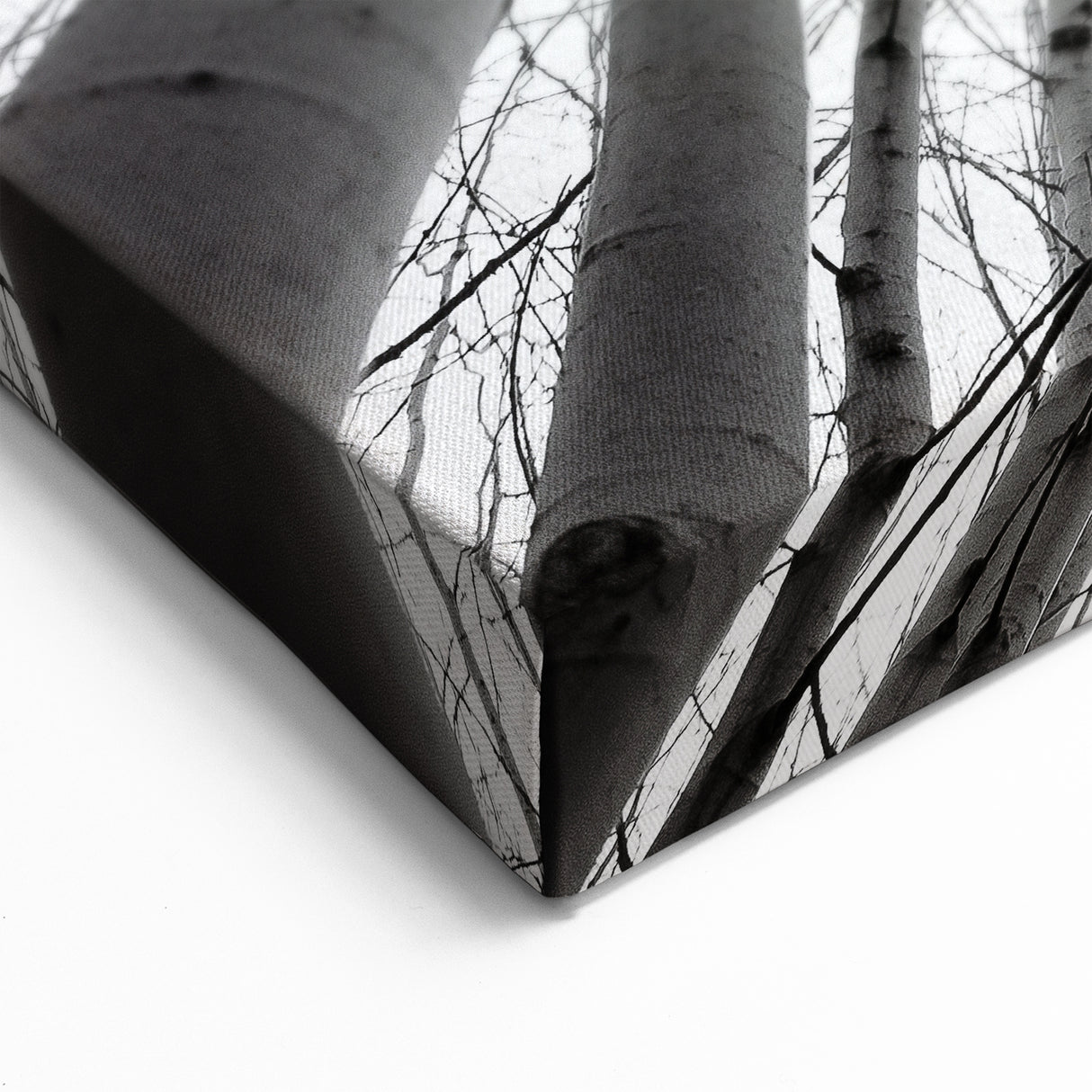Aspen Nature Photography - Upward View of Aspen Trees in Winter