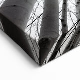 Aspen Nature Photography - Upward View of Aspen Trees in Winter