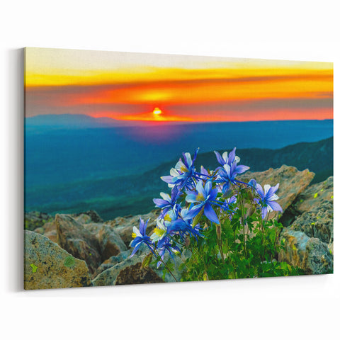 Colorado Springs Wall Art - Sunset Over Mountains with Columbine Flowers