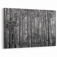 Telluride Aspen Forest Wall Art - Black and White Nature Photography Print