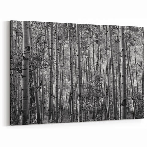 Telluride Aspen Forest Wall Art - Black and White Nature Photography Print