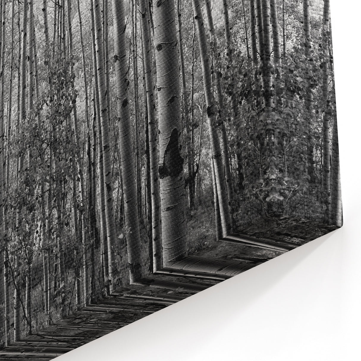 Telluride Aspen Forest Wall Art - Black and White Nature Photography Print