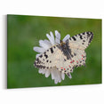 Greece Wall Art - Stunning Butterfly on Flower Macro Photography