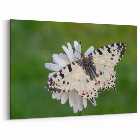 Greece Wall Art - Stunning Butterfly on Flower Macro Photography