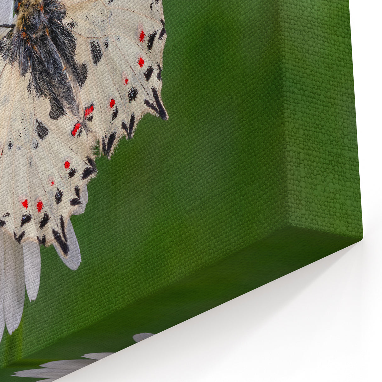 Greece Wall Art - Stunning Butterfly on Flower Macro Photography