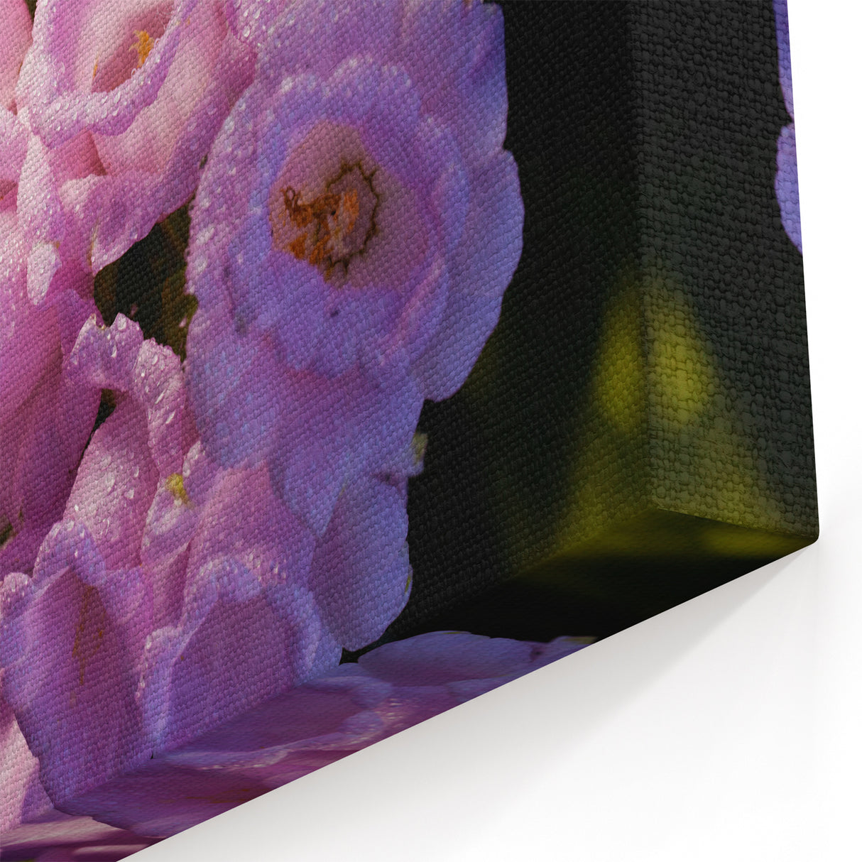 New Zealand Nature Wall Decor - Canterbury Flower Photography Art Print