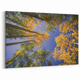 Vail Scenic Prints - Autumn Aspen Trees and Blue Sky Nature Photography