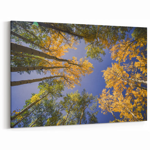 Vail Scenic Prints - Autumn Aspen Trees and Blue Sky Nature Photography