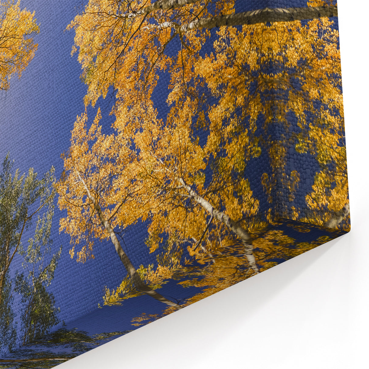 Vail Scenic Prints - Autumn Aspen Trees and Blue Sky Nature Photography