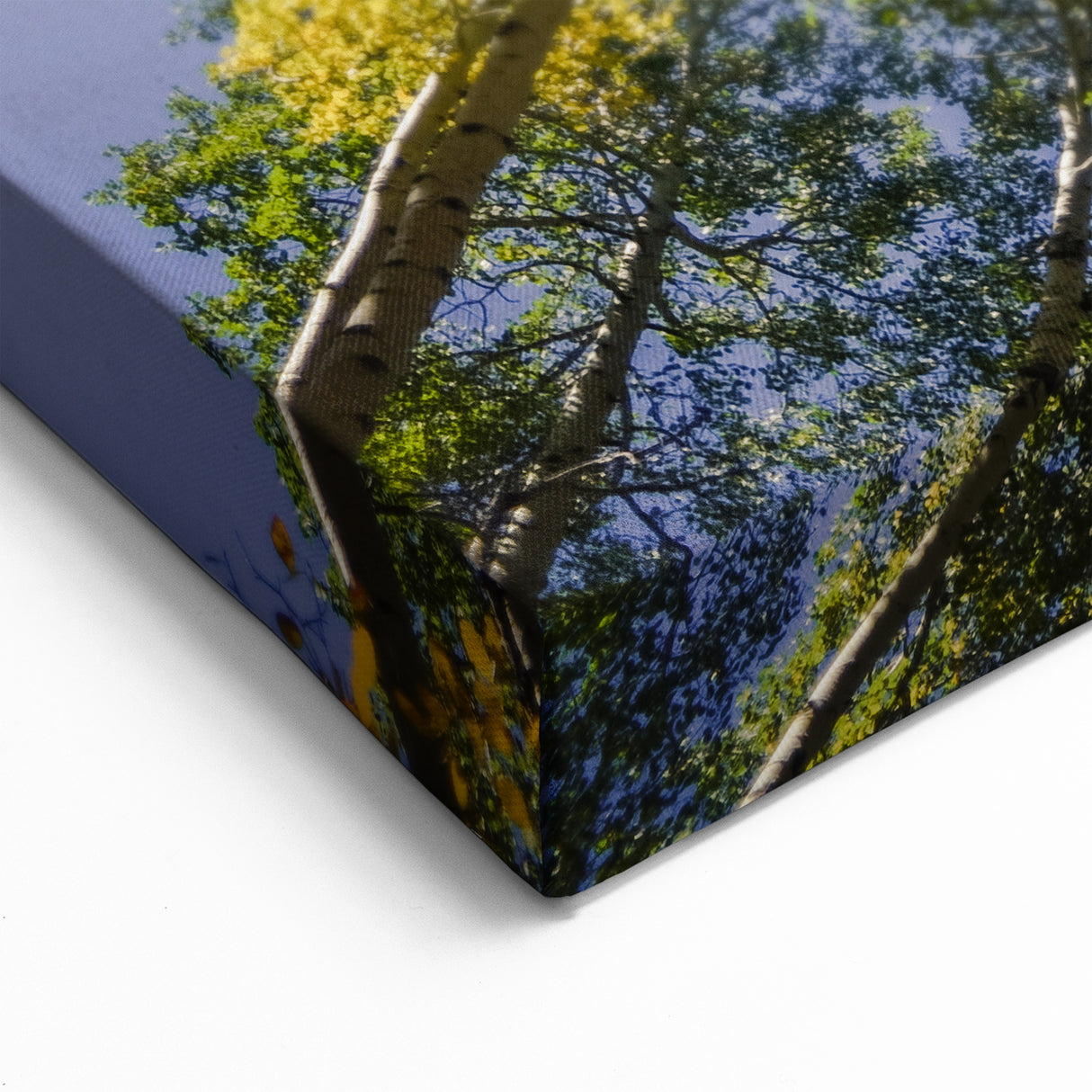 Vail Scenic Prints - Autumn Aspen Trees and Blue Sky Nature Photography