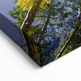 Vail Scenic Prints - Autumn Aspen Trees and Blue Sky Nature Photography