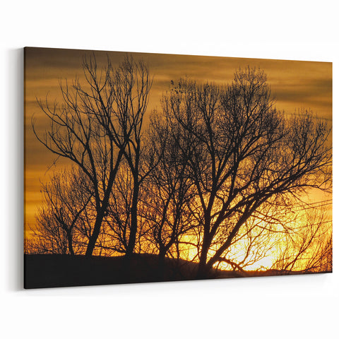 Vail Nature Photography - Silhouette of Trees Against Golden Sunset Sky