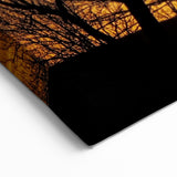 Vail Nature Photography - Silhouette of Trees Against Golden Sunset Sky