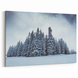 Vail Nature Photography - Snow-Covered Pine Trees in Winter Wonderland