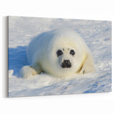 Polar Region Wall Art - Adorable Baby Seal on Arctic Ice Canvas Decor