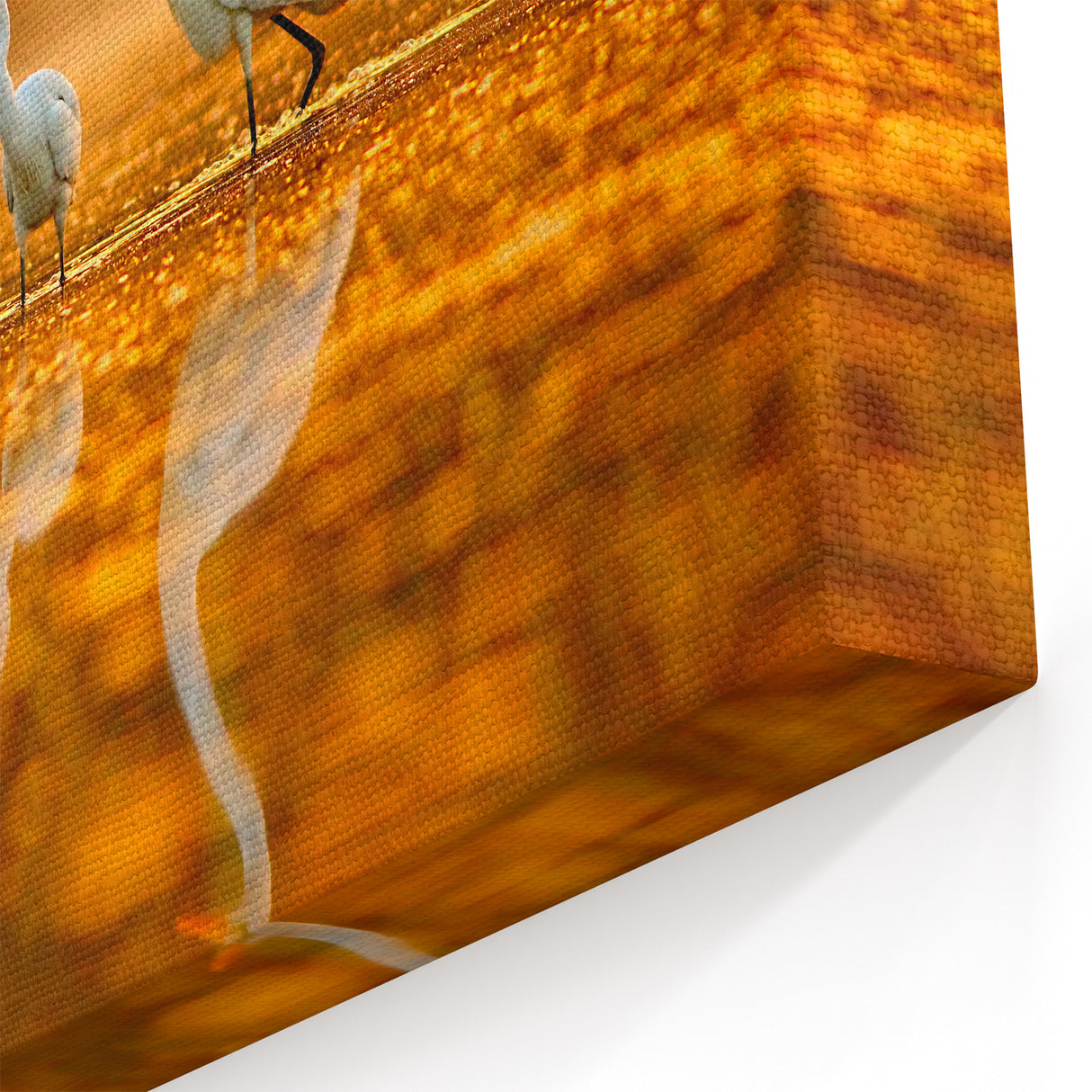 Elegant Everglades Wildlife Wall Art - Majestic Florida Bird Photography