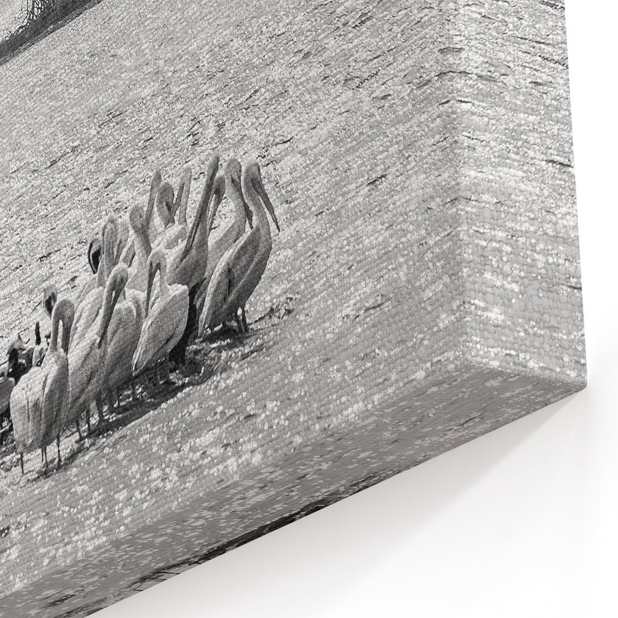 Black and White Everglades Wildlife Art - Elegant Florida Bird Photography