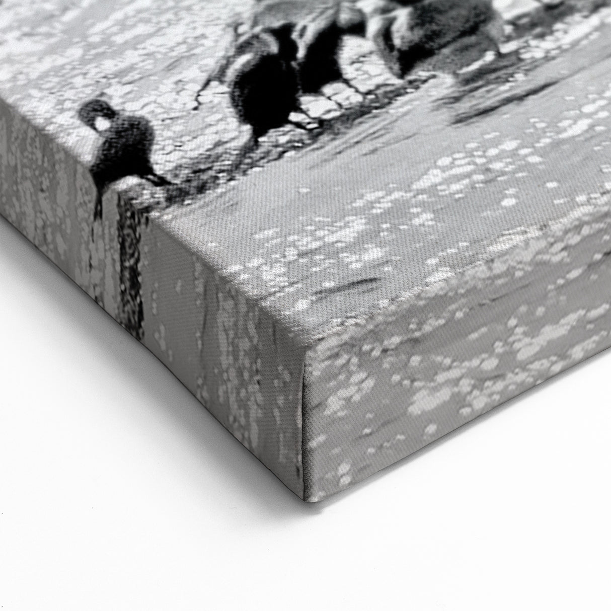 Black and White Everglades Wildlife Art - Elegant Florida Bird Photography