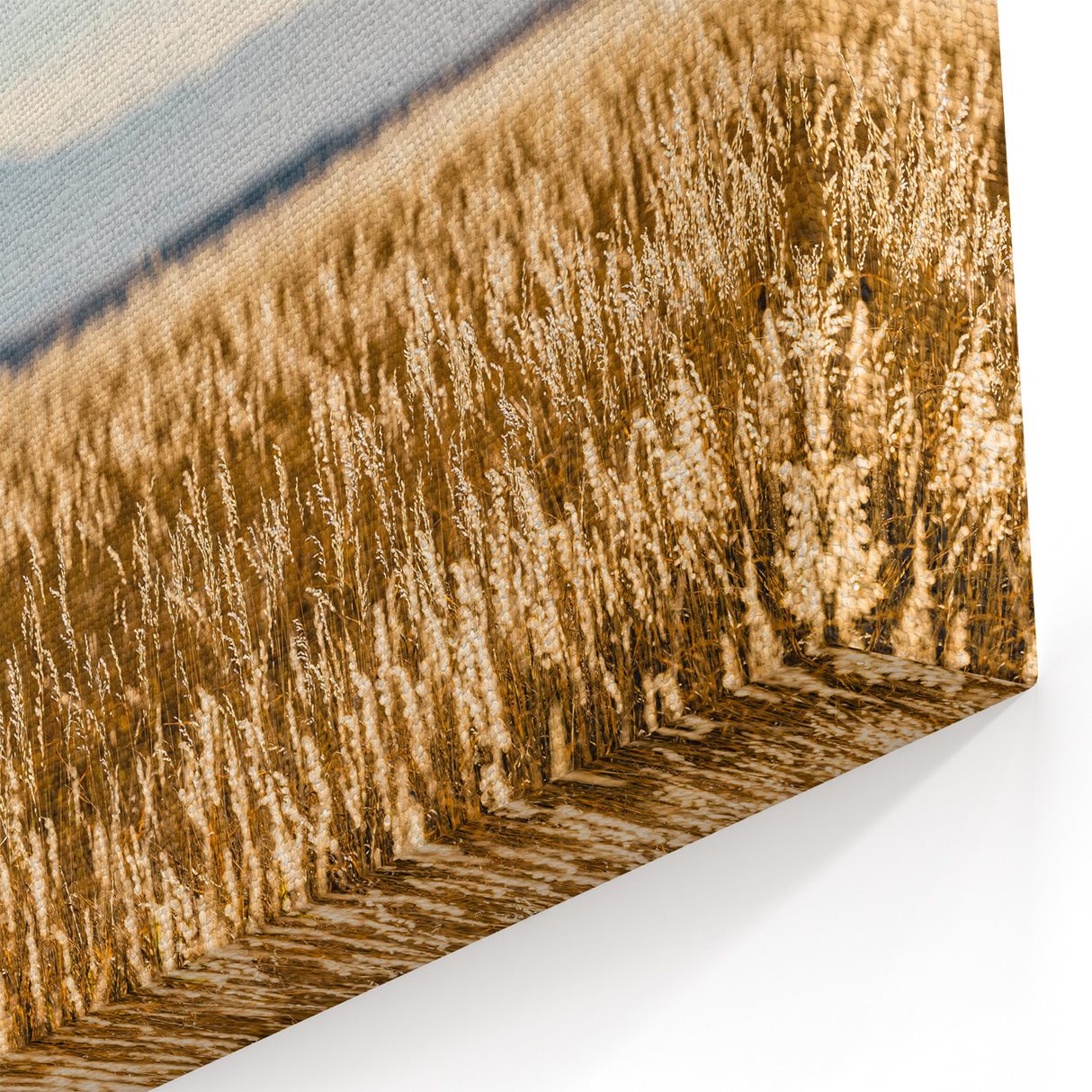 Colorado Wheat Field Landscape Photography - Pikes Peak Wall Art