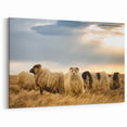 Iceland Photography – Icelandic Sheep in Natural Landscape Canvas
