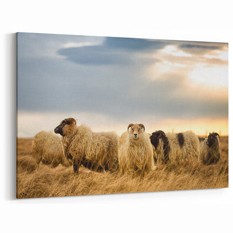Iceland Photography – Icelandic Sheep in Natural Landscape Canvas