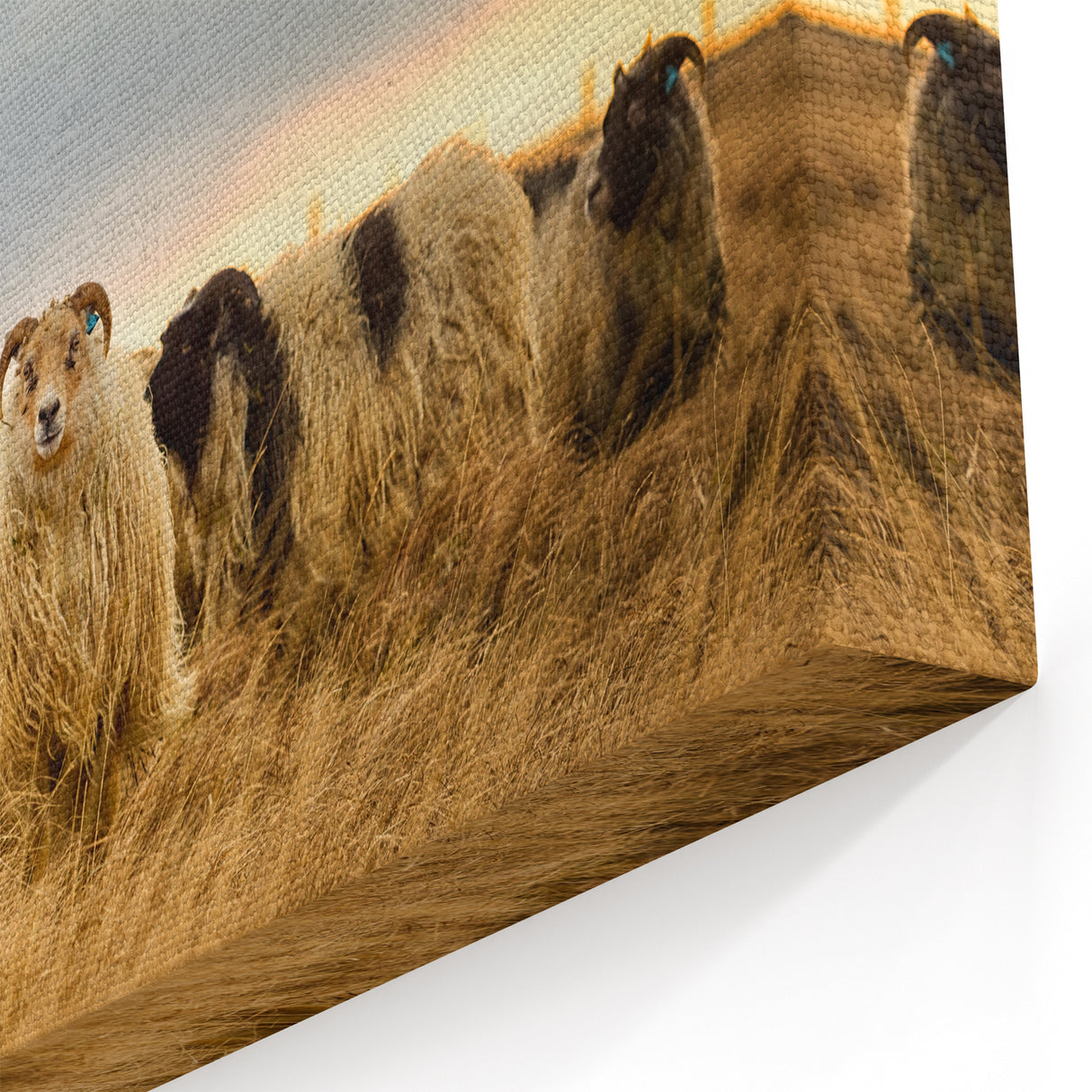 Iceland Photography – Icelandic Sheep in Natural Landscape Canvas